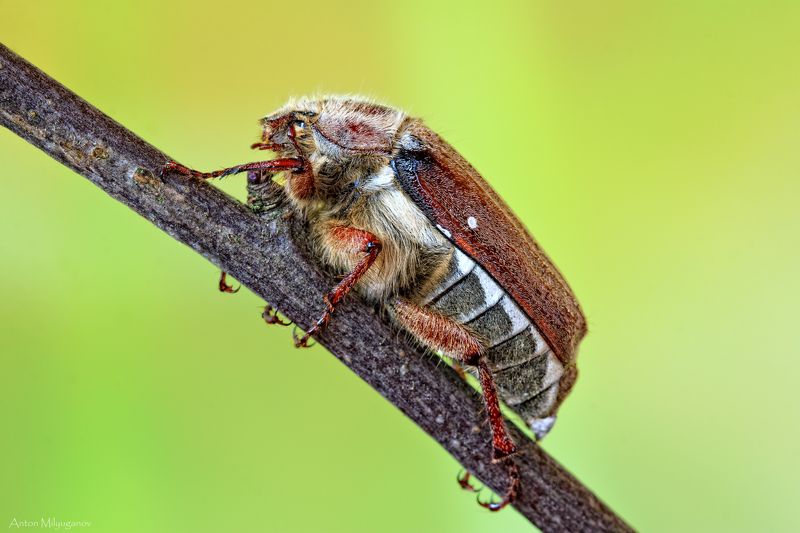 макро Майский хрущphoto preview