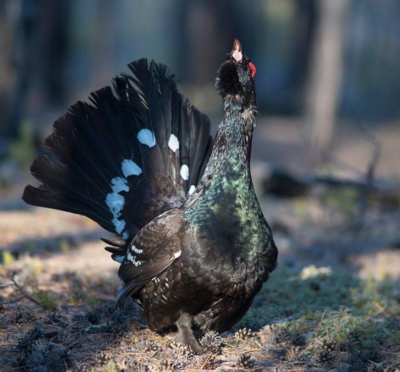Каменный глухарь, якутия, птицы Глухариное токовищеphoto preview