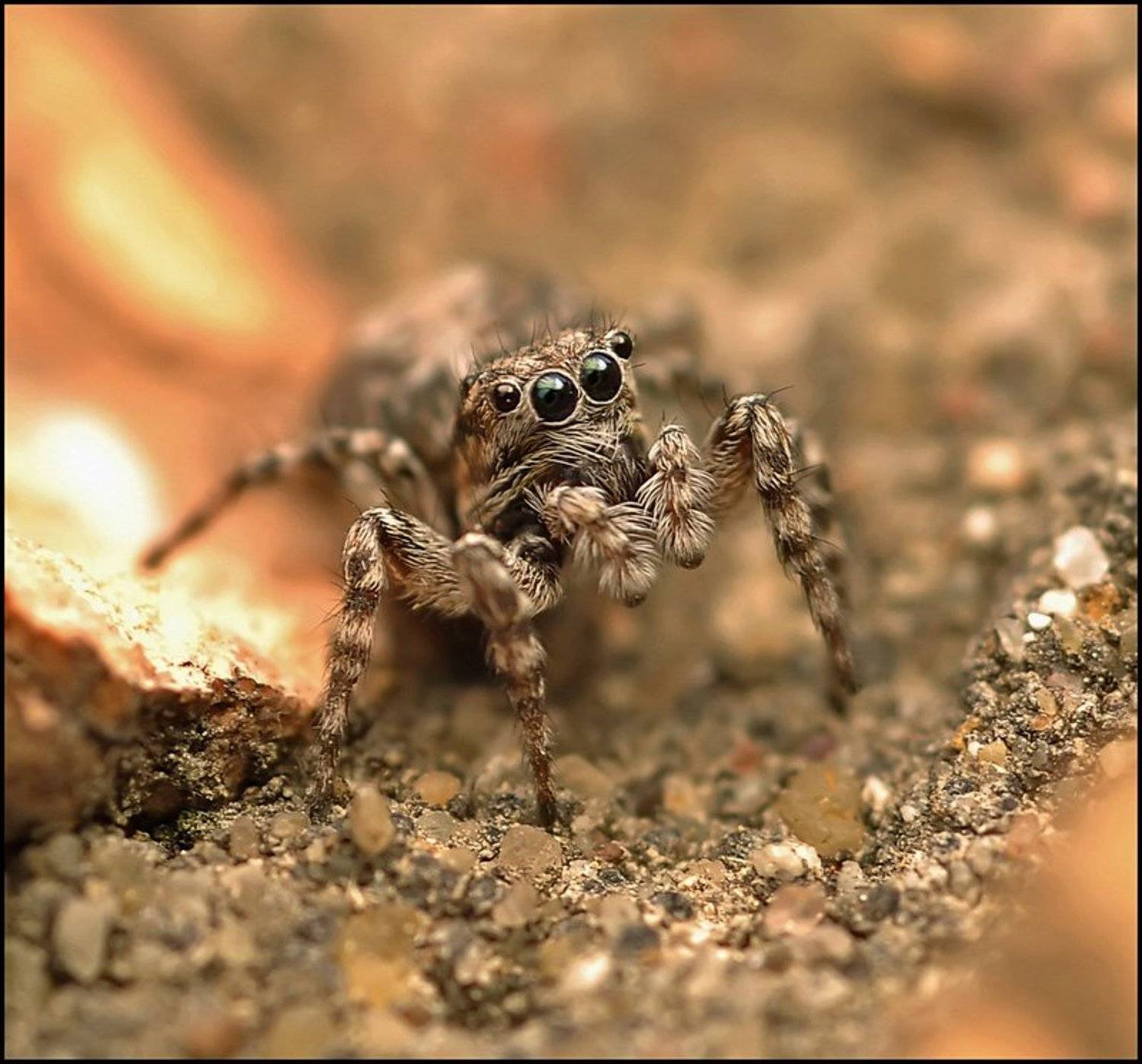 Весенний приход.... Автор: Андрей Осокин , Андрей Осокин
