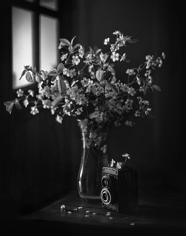 Весна, Вишня, Любитель, Натюрморт Любитель фото превью