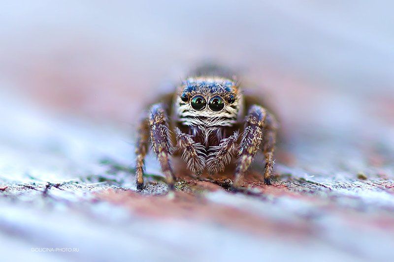 Паук, Скакунчик Ближный, дальний и противотуманкиphoto preview
