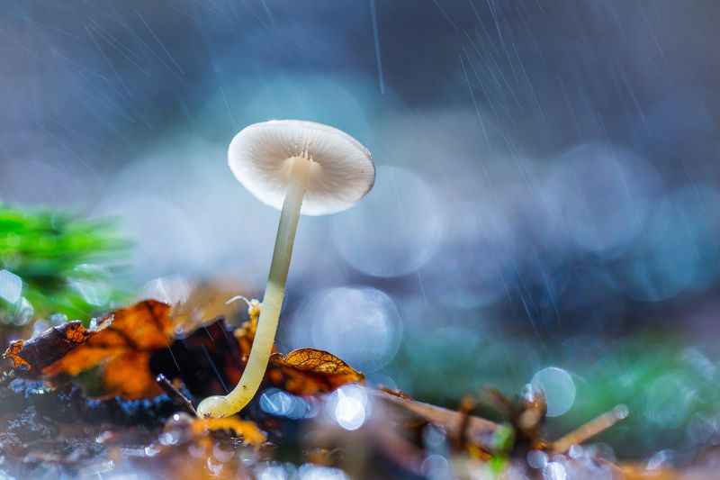 Весенний гриб.photo preview