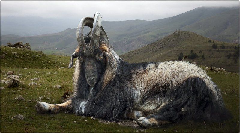 Козел хозяин горыphoto preview