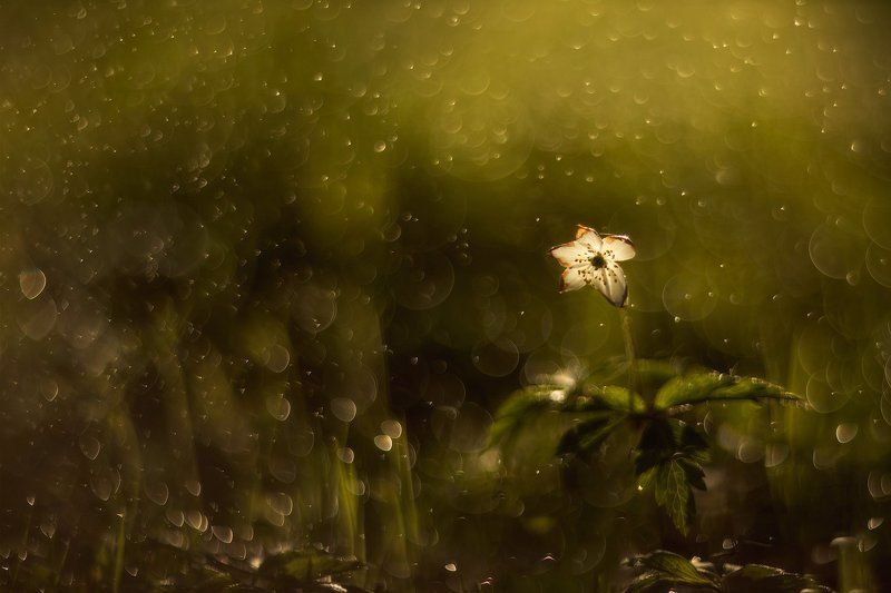 павловский парк, рассвет, свет, утро, цветы, helios, гелиос Майские звёздыphoto preview