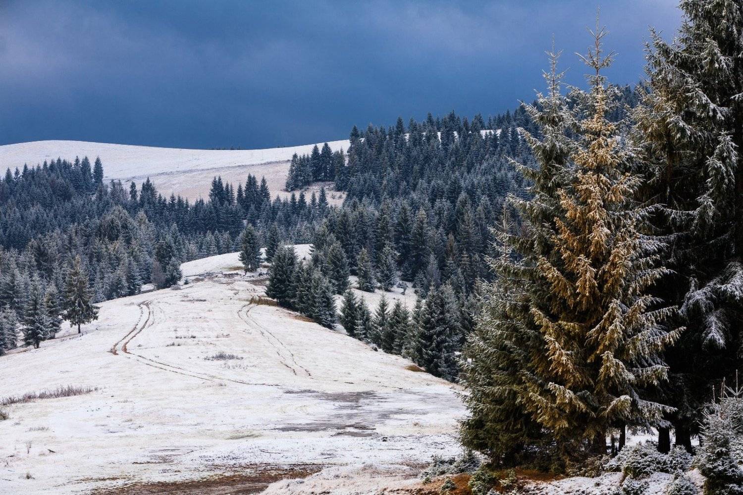 О ХВОЙНОМ ЛЕСЕ, ДОРОГЕ И ПЕРВОМ СНЕГЕ.. Автор: Кочетков Евгений , Кочетков Евгений