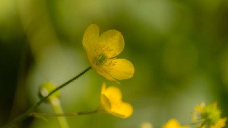 весна, утро, цветы Радость пробужденияphoto preview