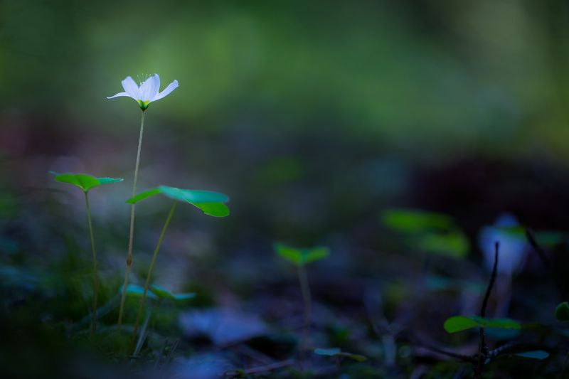 В лесу.photo preview