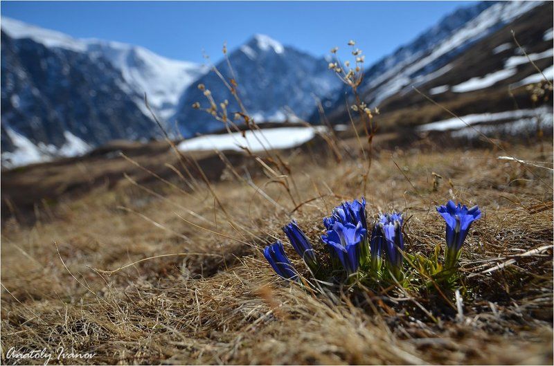 Актру, Горный алтай, Северо-чуйский хребет Горечавкиphoto preview