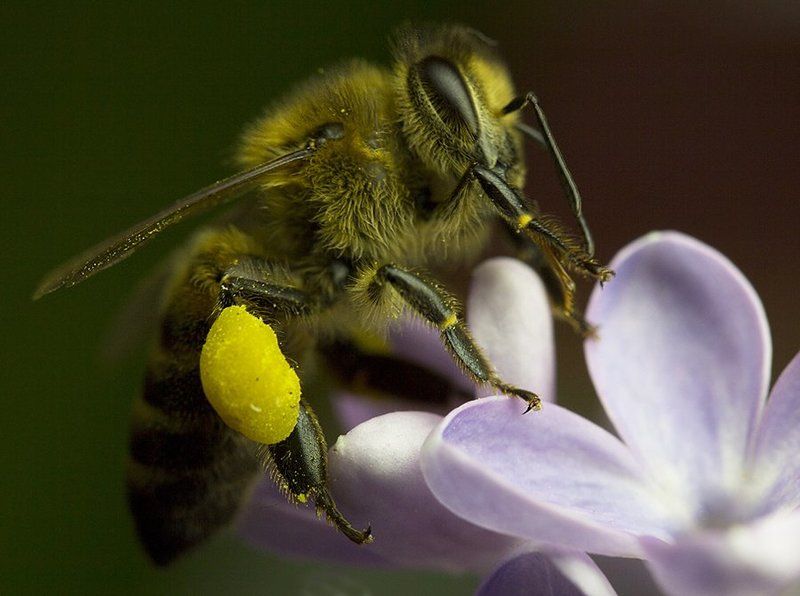 Сиреневый цветphoto preview