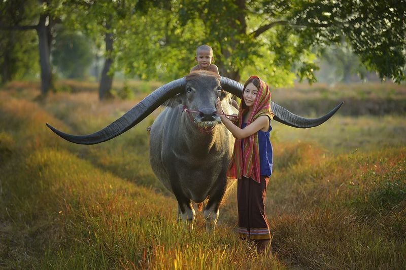 Asia, Asian, Beauty, Buffalo, Child, Children, China, Field, People, Sunlight, Sunrise, Sunset, Thailand, Woman T o u c hphoto preview
