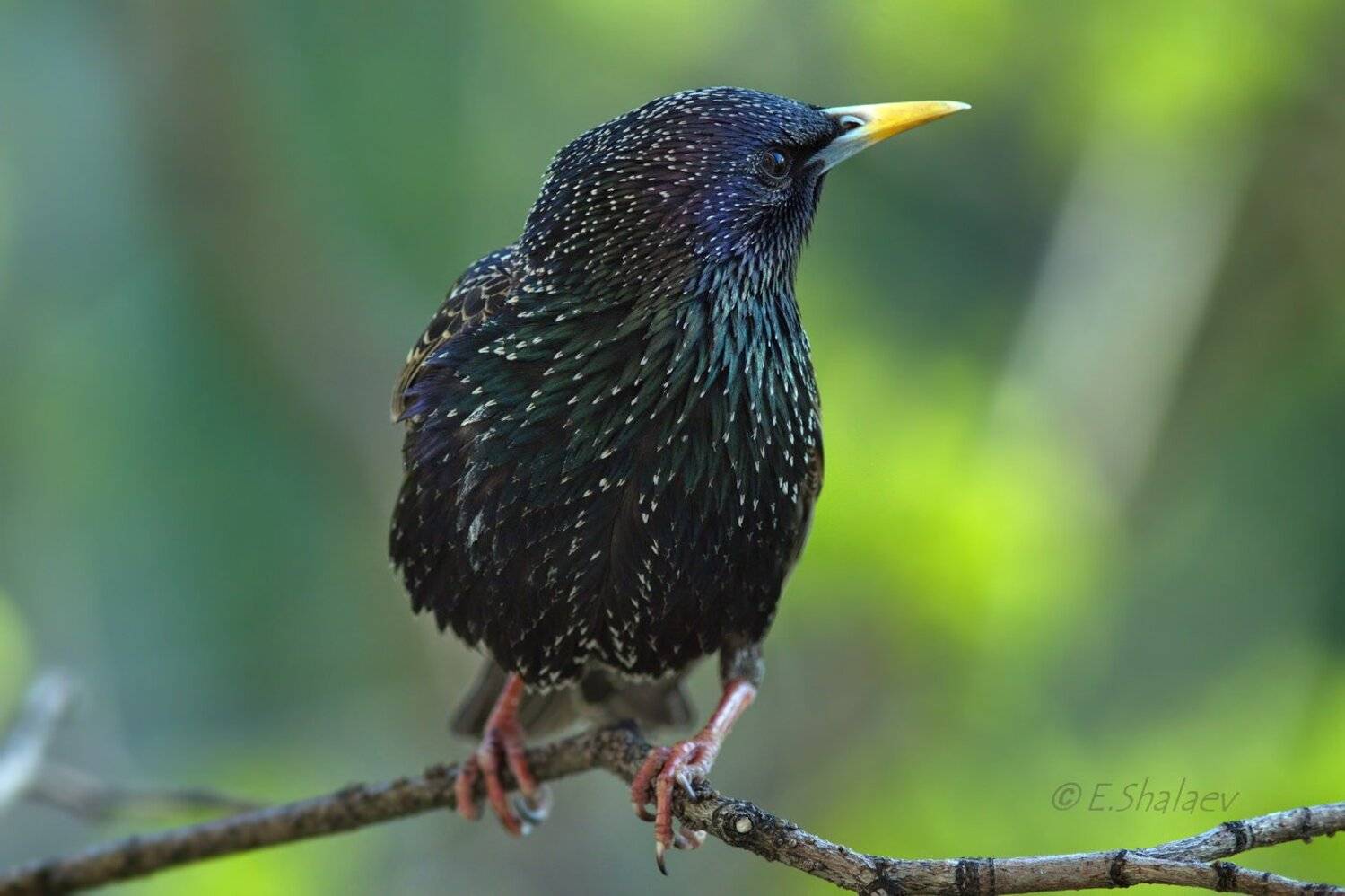 European starling,Обыкновенный скворец - Sturnus vulgaris. Автор: Евгений Birds, European starling, Sturnus vulgaris, Обыкновенный скворец, Птица, Птицы, Скворец, Фотоохота, Евгений