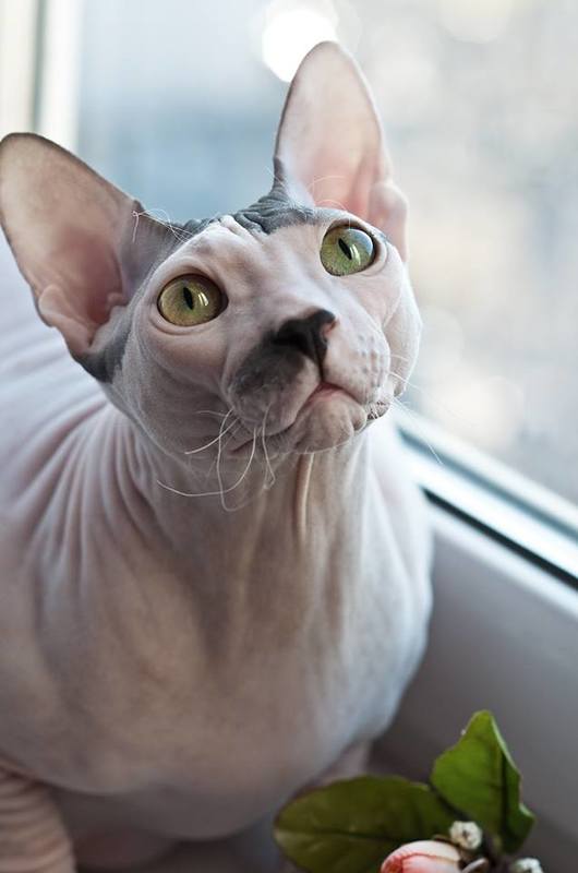 Эти глаза напротив...photo preview