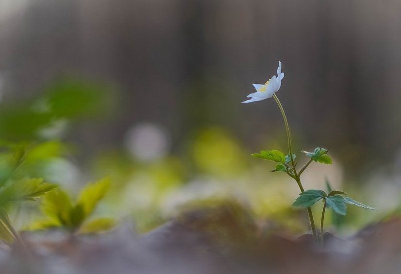 весна, ветреница, лес, цветы Одиночество душиphoto preview