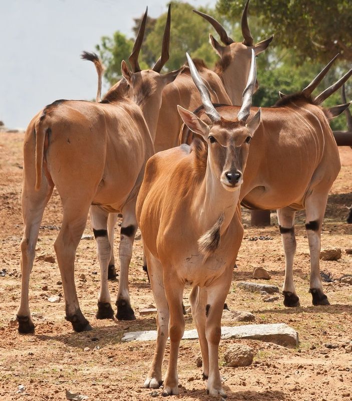 Про рогатых и полосатых photo preview