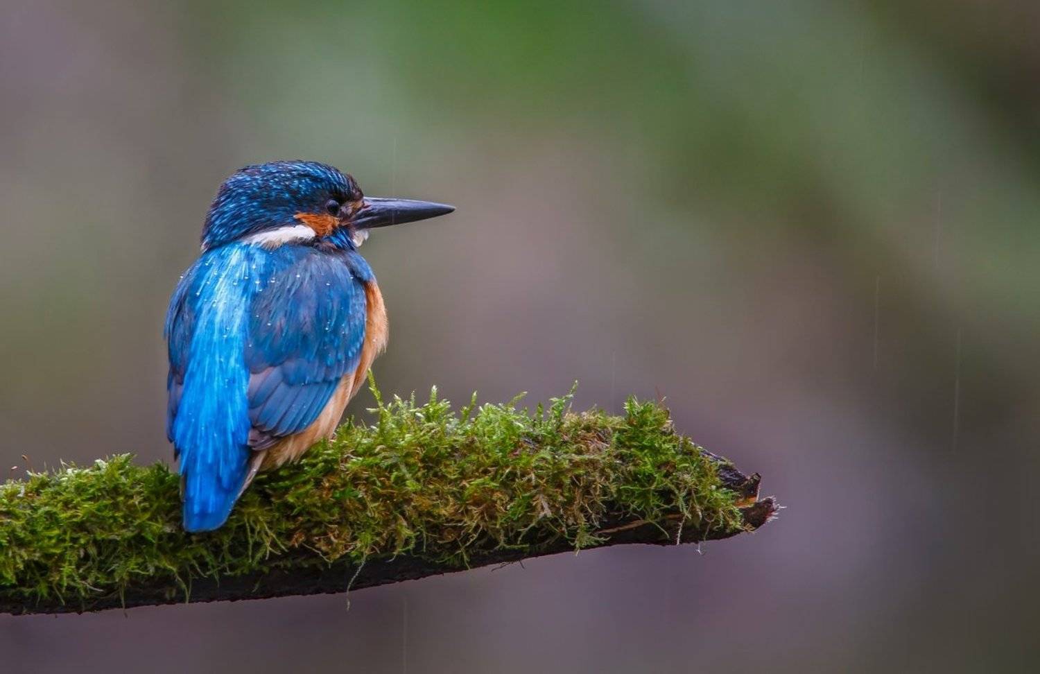 Ветка, Дождь, Зимородок, Капли, Мох, Портрет, Александр Чибиркин
