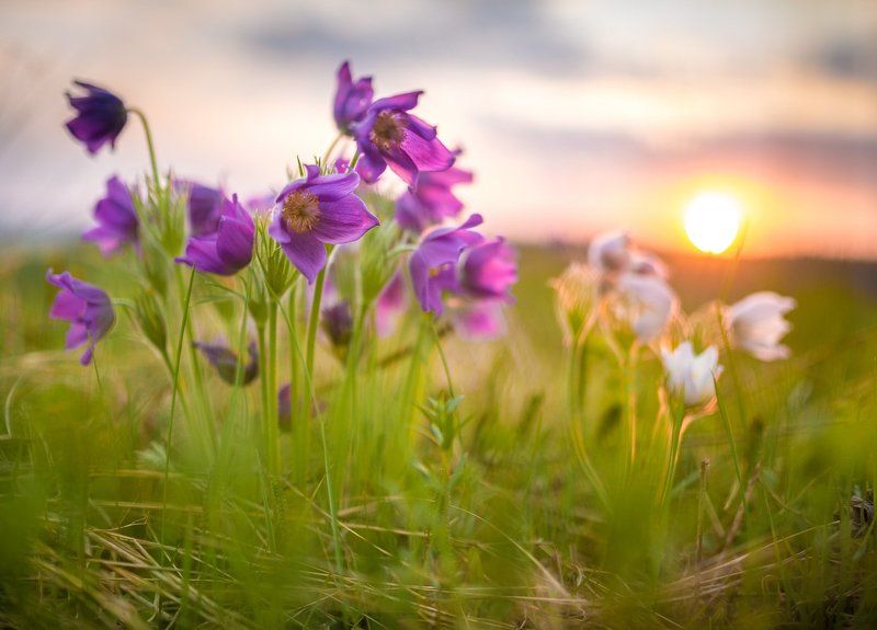 2015, Прострелы, Сибирь, Солнце, Цветы Солнцеphoto preview