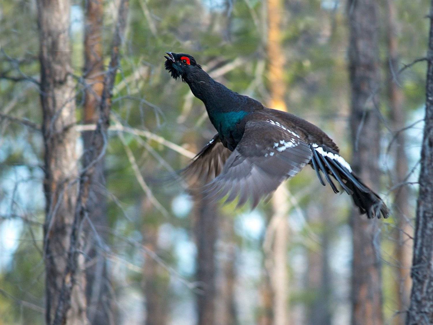 Взлёт. Автор: alexdersu каменный глухарь, якутия, alexdersu