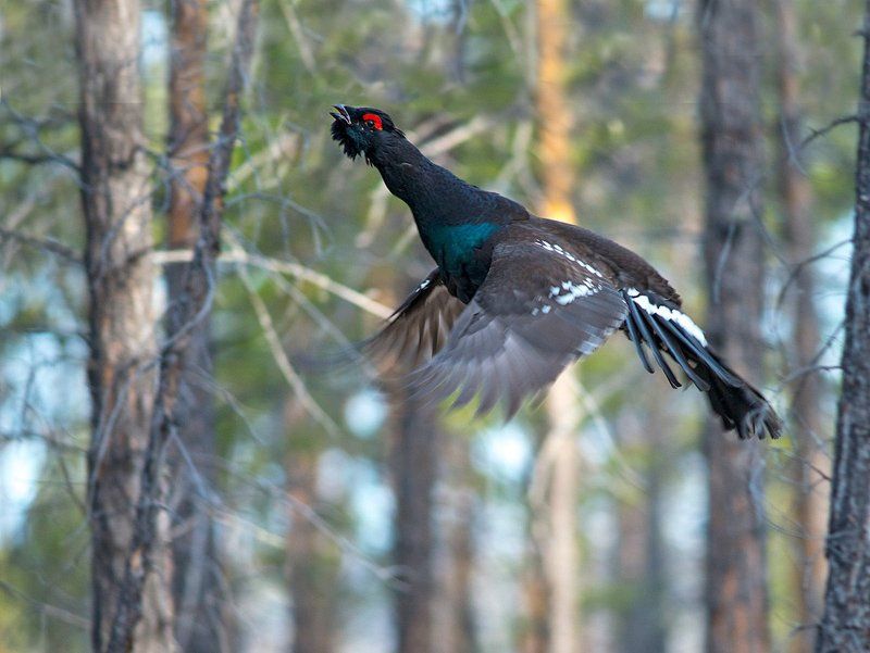 каменный глухарь, якутия Взлётphoto preview