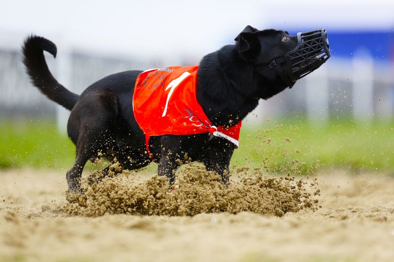 Собачьи бегаphoto preview