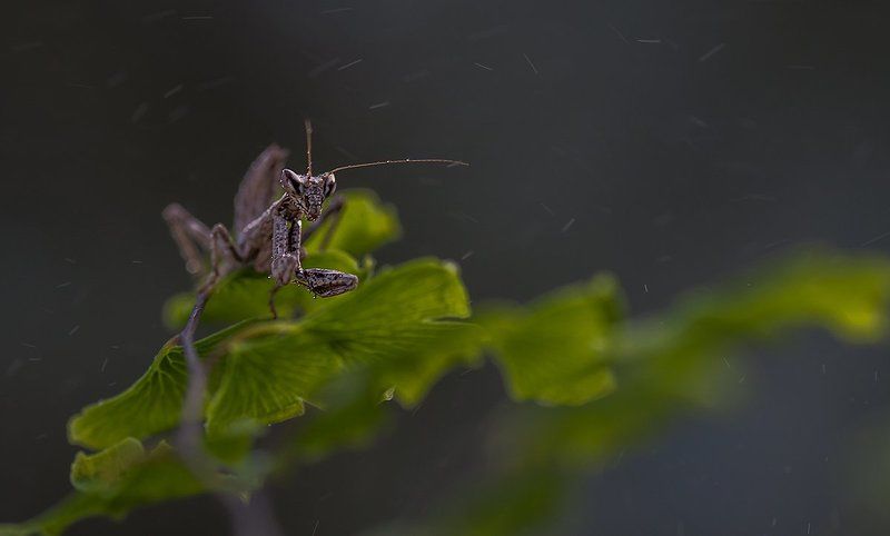 Ветрено.photo preview