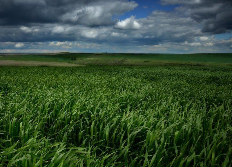 Пора зеленого волненьяphoto preview