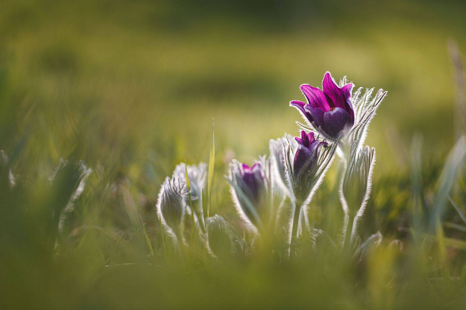 Весеннее.... Автор: Зеленько Дмитрий , Зеленько Дмитрий