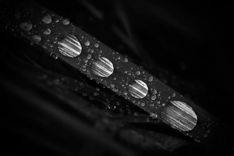 nature, close up, grass, dew, drops, waters, black and white, macro Drops - Каплиphoto preview