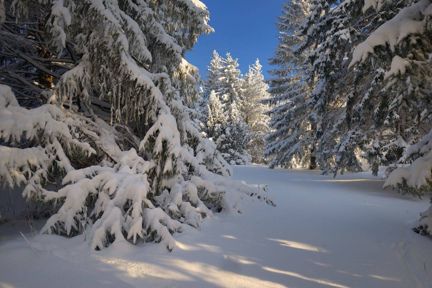 Зимнее утро. Автор: Александр Жарников зима лес утро, Александр Жарников