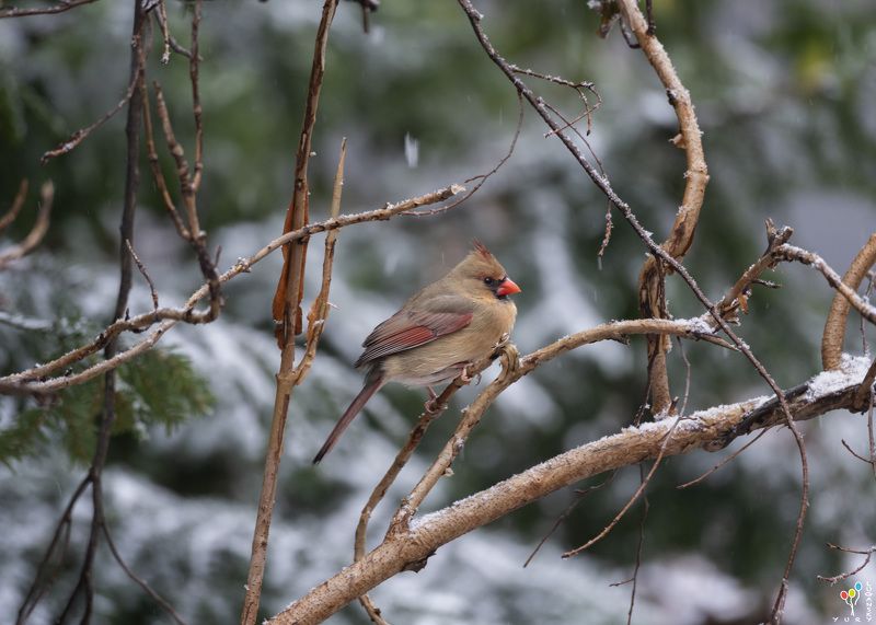 Female Northern Cardinalphoto preview