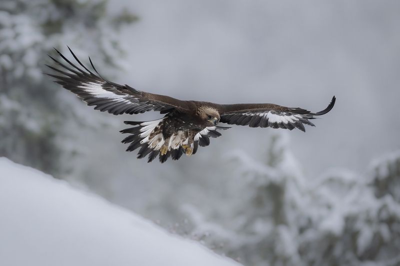Молодой беркутphoto preview
