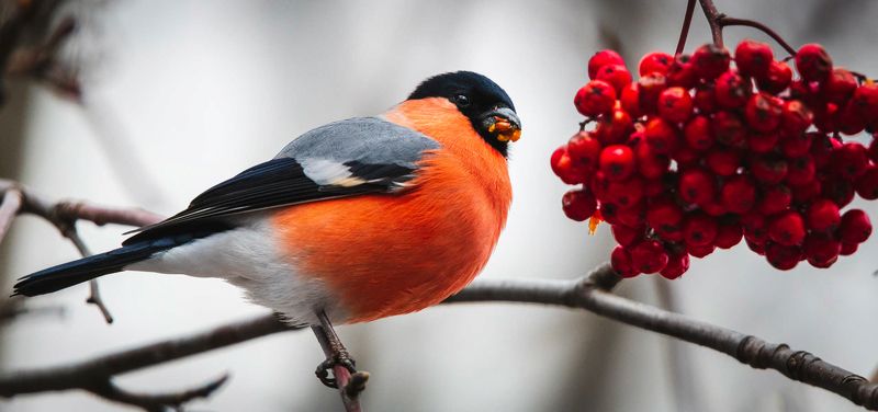 Зима Снегирь Рябина снег Февральское яблокоphoto preview