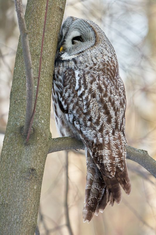 сова, бородатая неясыть, птицы Притомилась...photo preview