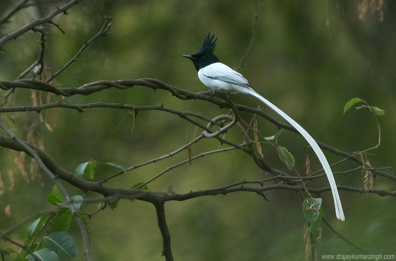 Indian Paradise flycatcher Indian Paradise flycatcherphoto preview