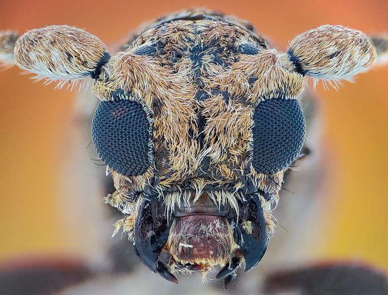 capricornbeetlephoto preview