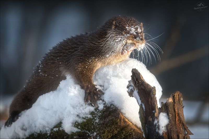 выдра, красный бор, otter, фототур в красный бор, съемка волков, phototravel.pro,фототуры 2024 И снег тоже мой!photo preview