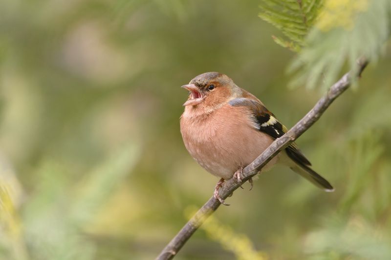 Призывая веснуphoto preview