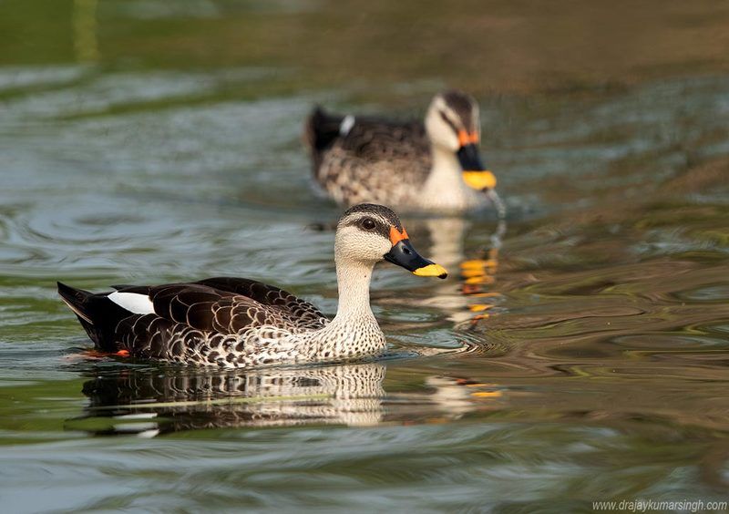 Indian spot-billed duck Indian spot-billed duckphoto preview