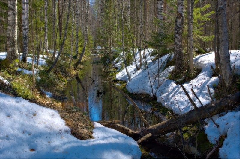 весна, снег, талый, ручей, торфяник, лес, берёзы, стволы, красная вода Лесной ручейphoto preview