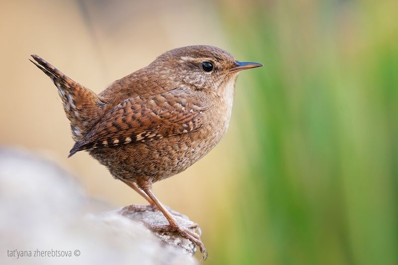 Крапивникphoto preview