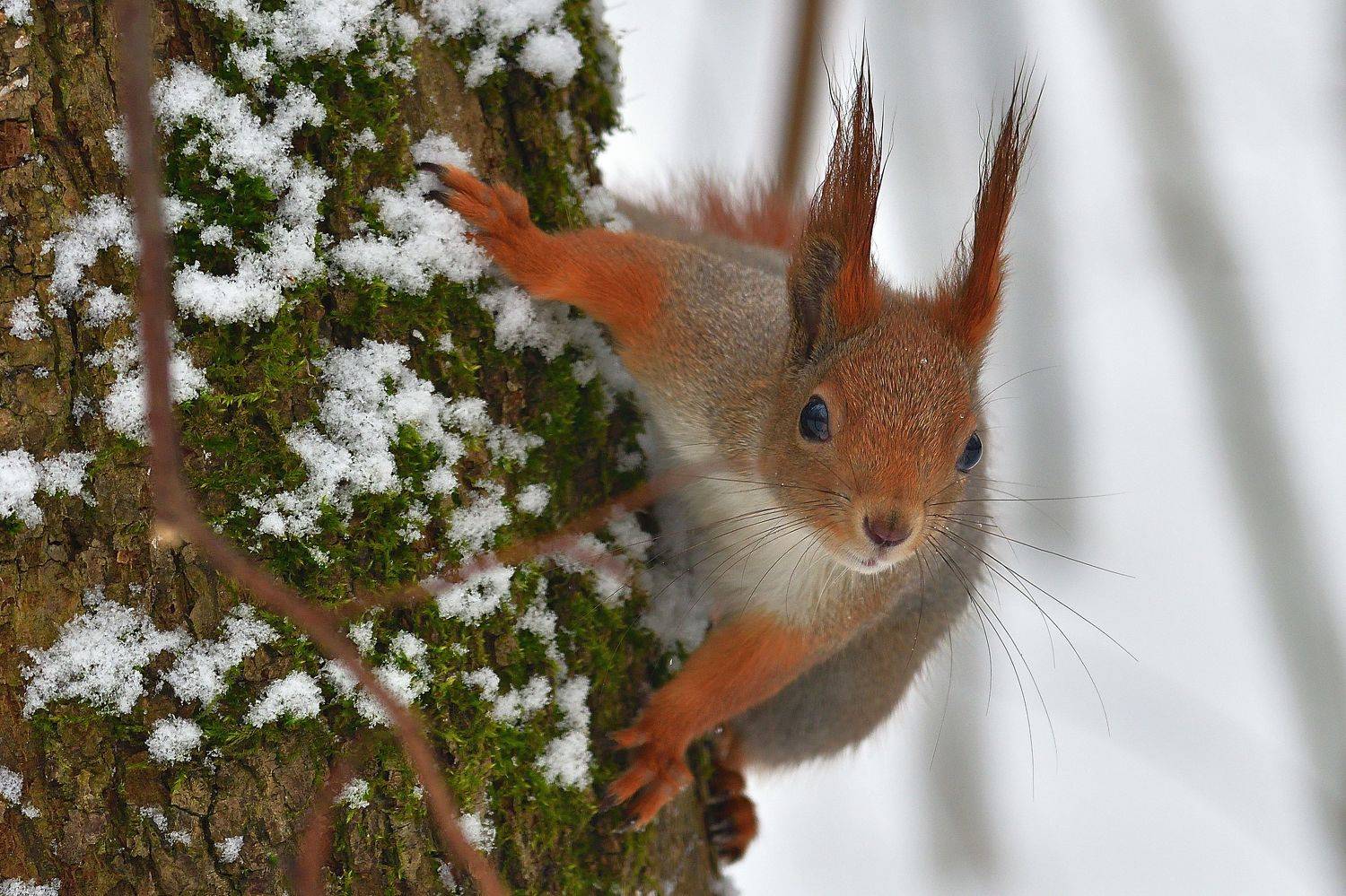, Корнейчук Игорь