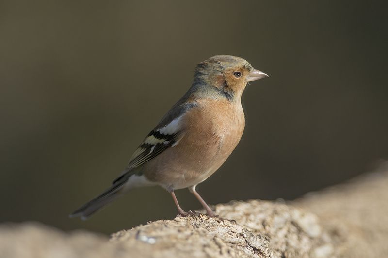 Зябликphoto preview