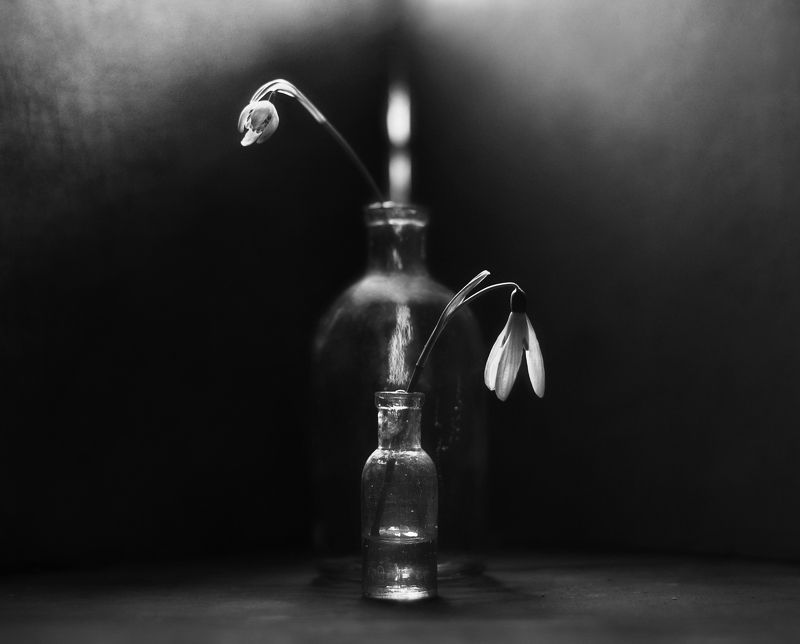 натюрморт, чёрно-белое, цветы, весна, подснежники Двоеphoto preview