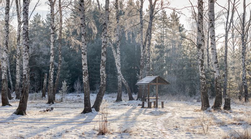 лес, деревья, зима, иней, природа photo preview