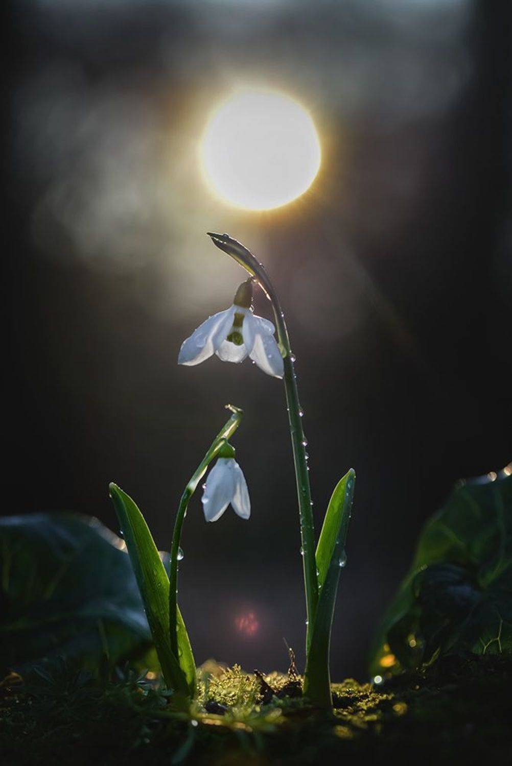 цветы, макро, природа, макрофото, макро-красота, поэзия природы, лес, вчувствование, созерцание, тишина, тишина покоя, подснежники, весна, Быканова Виктория