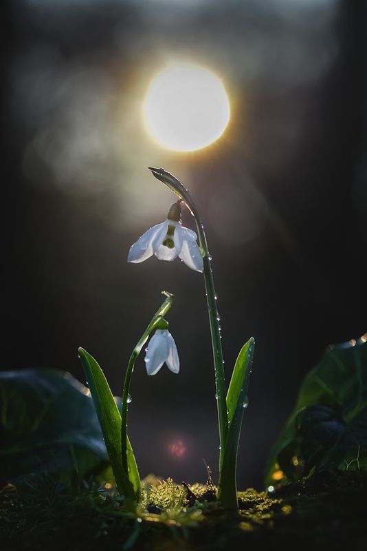 цветы, макро, природа, макрофото, макро-красота, поэзия природы, лес, вчувствование, созерцание, тишина, тишина покоя, подснежники, весна \