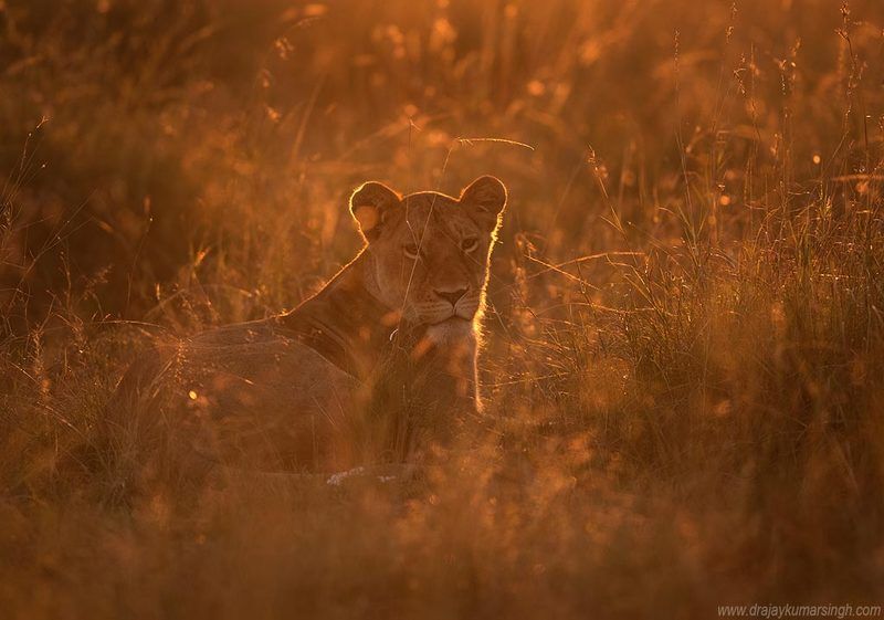 lion Mara Lionphoto preview