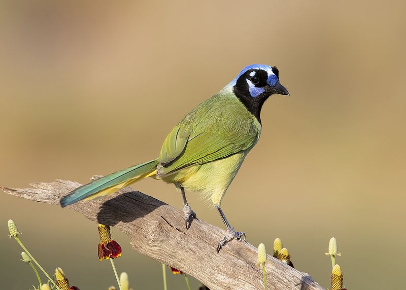 перуанская разноцветная сойка, green jay, сойка, jay, texas Green Jay -Зелёная Перуанская разноцветная сойкаphoto preview