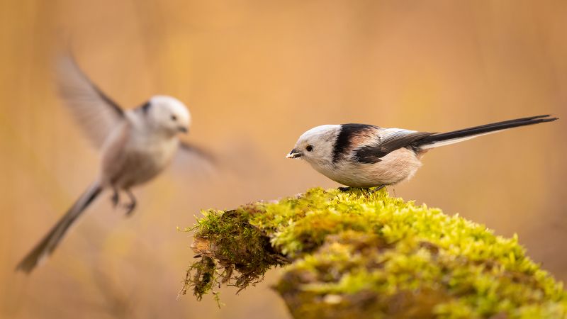 Long-tailed Titphoto preview