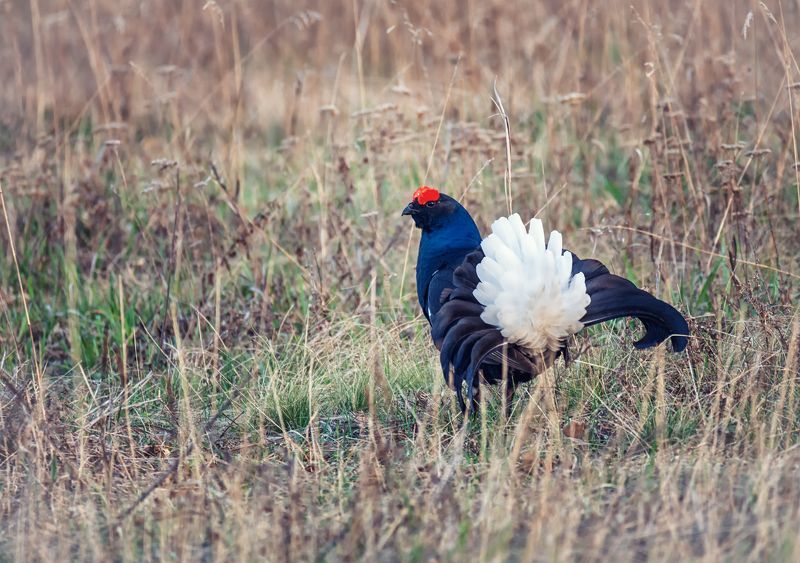 птица, тетерев, косач, лес, утро, токовище, тетерев косачphoto preview
