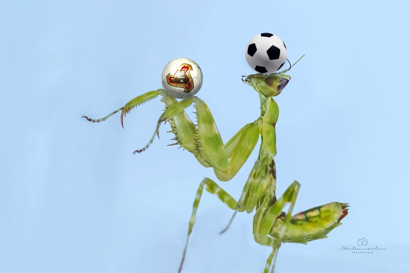 mantis, small, insect, animal, macro, football, play, ball, show, focus, nature, natural Play footballphoto preview